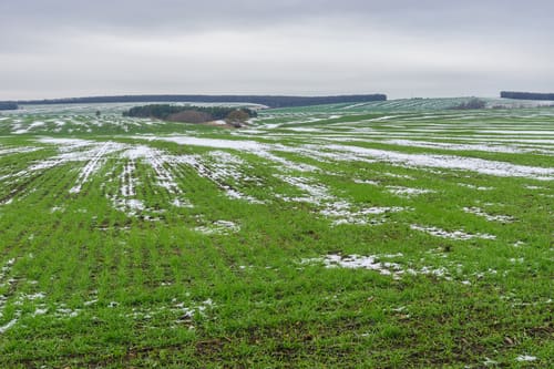 winter field
